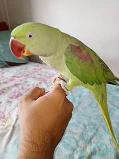 Raw Parrot / Alexandrian Parrot For Sale, HAND TAME