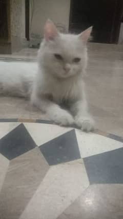 Persian cat