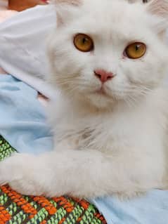 A Persian male cat for sale