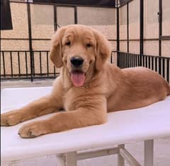 golden retriever American