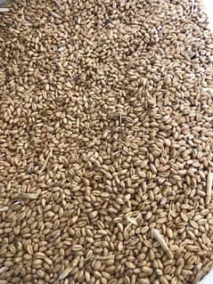 Pure Desi wheat fresh 2024