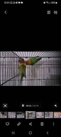 love birds all breeder pairs for sell