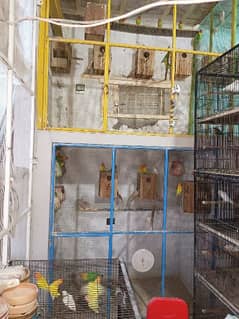 all setup for sale bird . cage. box