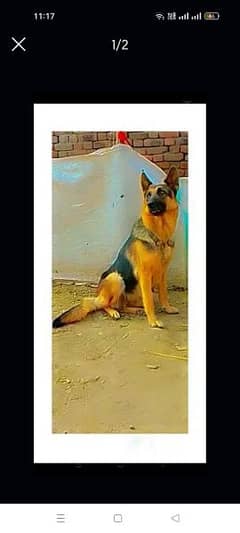 German shepherd Breeder female