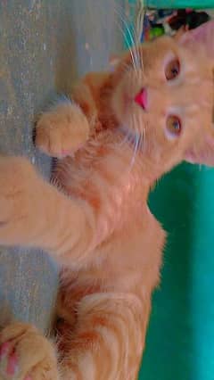 5 month ki cat ha