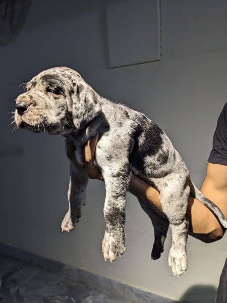 Imported bloodline great dane 1