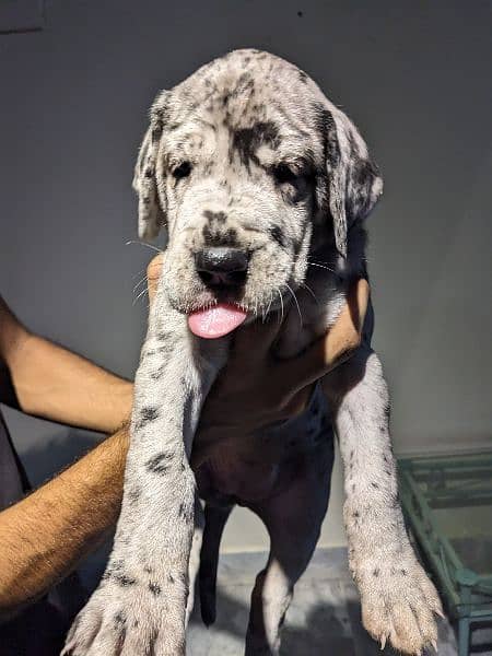 Imported bloodline great dane 3