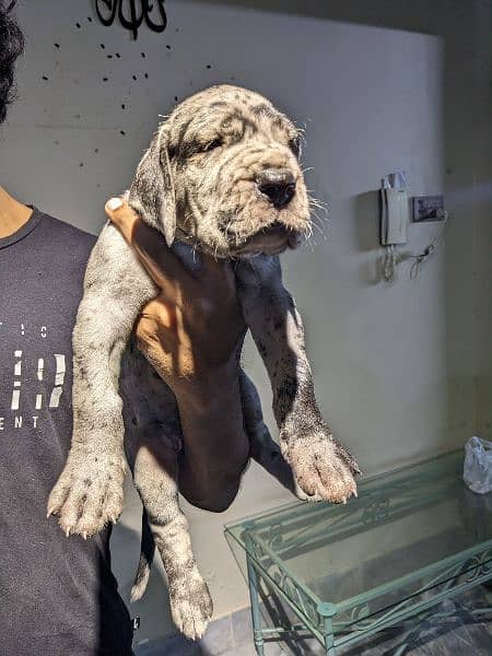 Imported bloodline great dane 7