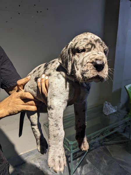 Imported bloodline great dane 8