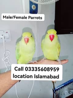 Single 4500 Hand Tamed Friendly Green Ring Neck Parrots Male/Female