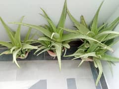 Alovara plants