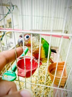 Green Conure Red Factor, Fully Hand Tame, Fly Tame, Talking, Acitive