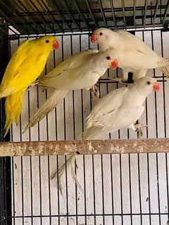 YELLOW WHITE RINGNECKS