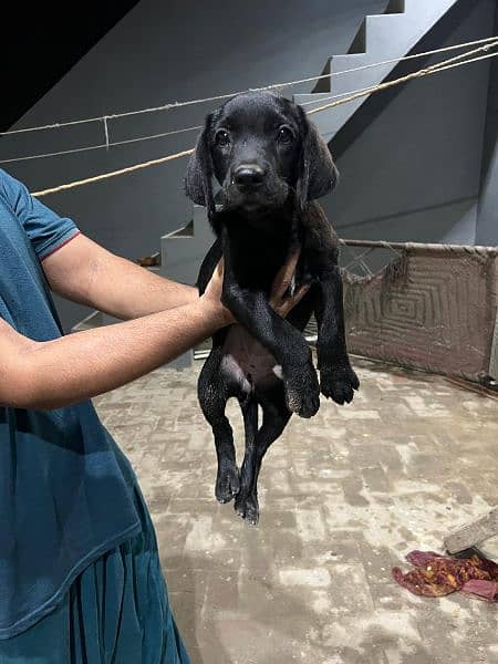 labrador female puppy 5