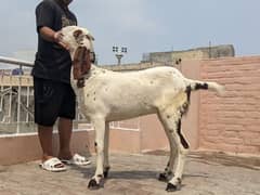 Dasi Gabban Pathh / Goat   / For sale