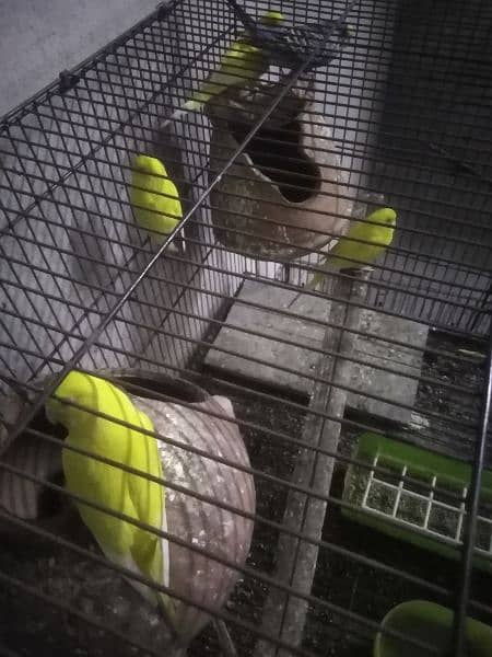 coctail 1 piece male/Australian parrot , incubator, vascut 03098877975 3