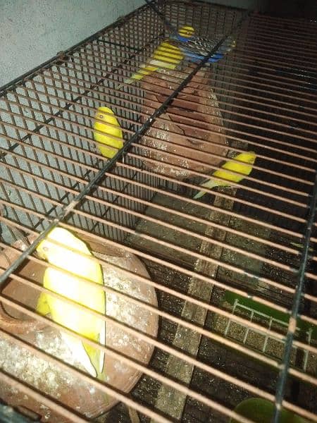 coctail 1 piece male/Australian parrot , incubator, vascut 03098877975 4