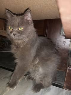 Persian male cate double coat age 5 month almost litter trained