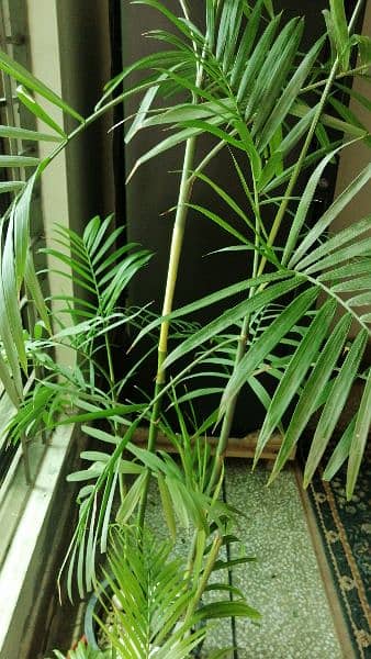 Areca palm 1