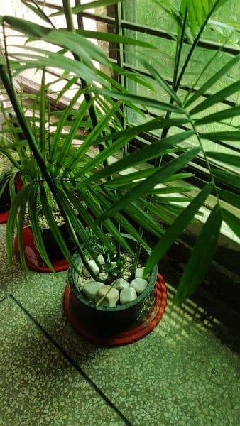 Areca palm 5