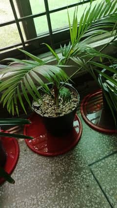 areca plant