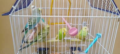 Australian parrots for sale