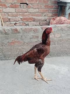 Aseel Pair for sale Quality Birds