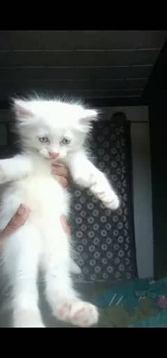 Persian Double Coated Kitttes For Sale In Okara What'sApp 03436662286