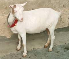 tedi ghaban bakri(tapri tedi female bakri)