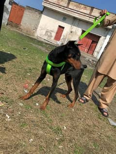 European doberman dog for sale