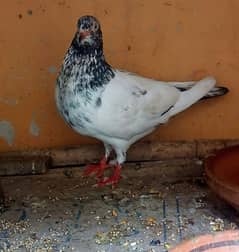 Pigeon Pair Healthy and Active.   0317"46"46"577