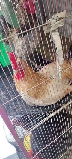 cock for sale