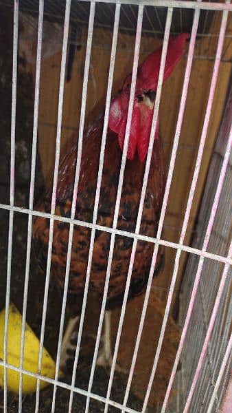 cock for sale 3