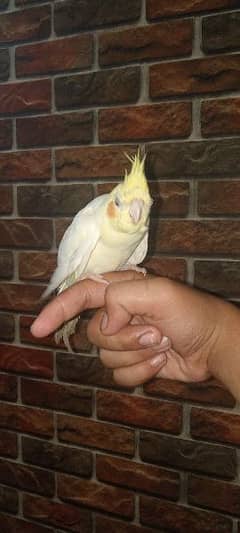 hand tame white cocktiel. . friendly tamed. .