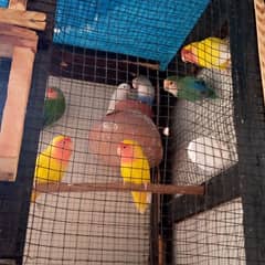 All birds healthy and active breeder pair,