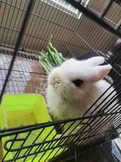 Fancy Rabbits ( Hotot , Loin head dwarf , Giant Angora