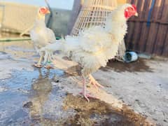 Exchange possible shamo male aseel hens and brooder