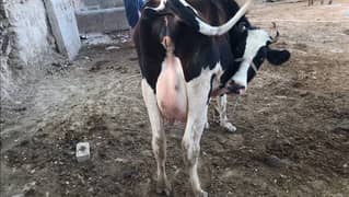 Australian- Frezon Cow with Bachri for sale