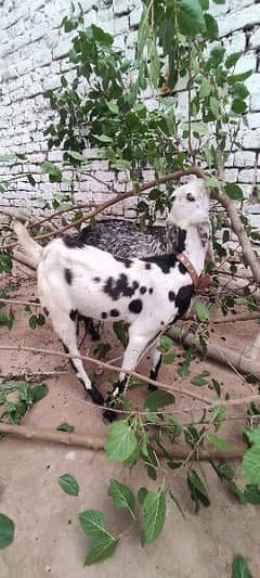 goat couple