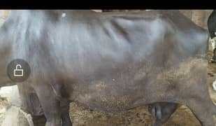 bhain/ buffalo phandar for sale