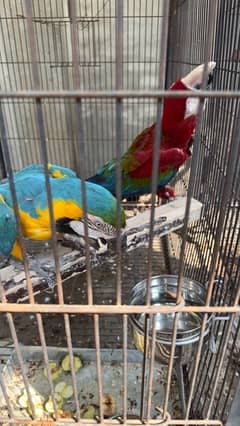 macaw breeder| male female| blue gold female| and green wing male|