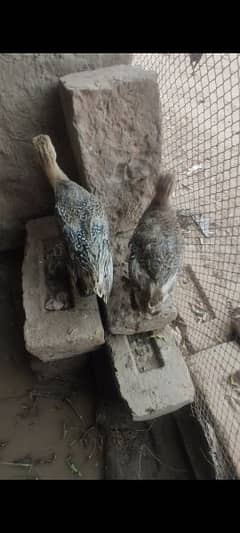 chakoor chick for sale .  0/3/0/4/7/6/2/7/8/0/6