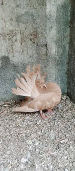 yellow English fantail Breader pair