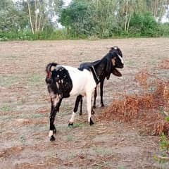 female goat for sale