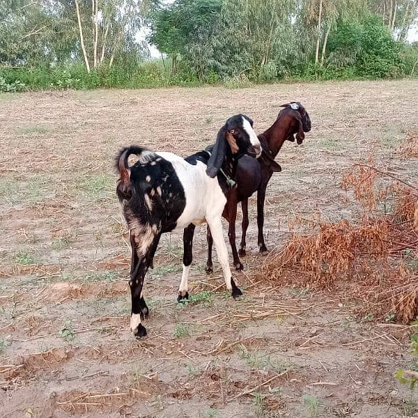 female goat for sale 1