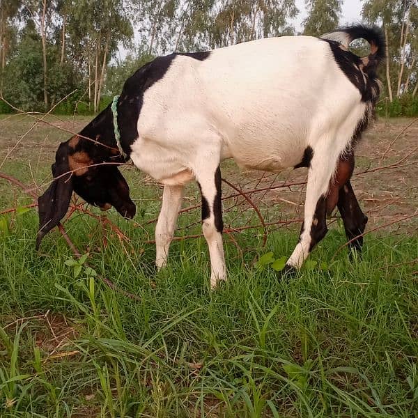 female goat for sale 2