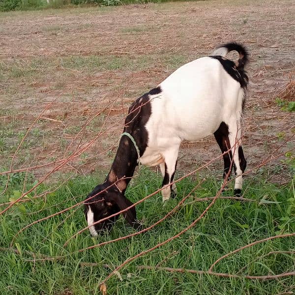 female goat for sale 3