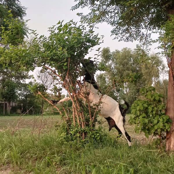 female goat for sale 4