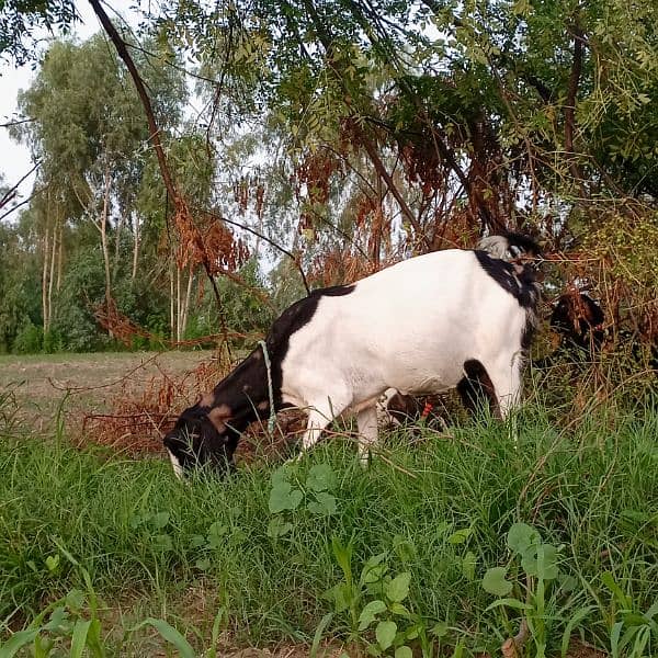 female goat for sale 5