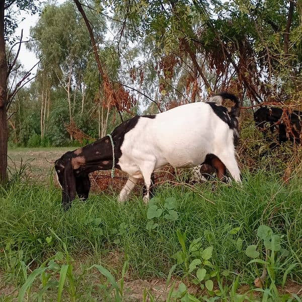 female goat for sale 6